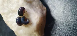 Avatar Posthornschnecken