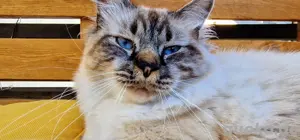 Deckkater ( Ragdoll)