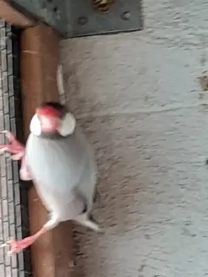 Vögel Reisfinken 