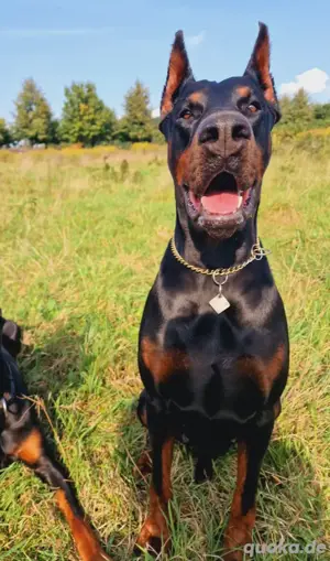 Dobermann Deckrüde 