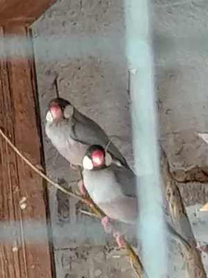 Vögel Reisfinken 