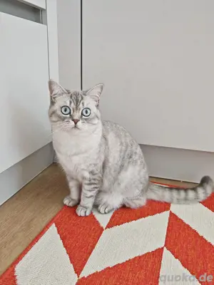 BKH Deckkater verschmust liebevoll