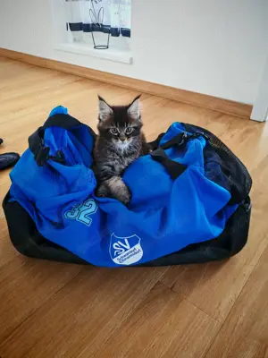 Maine Coon Kätzchen Junge und Mädchen 