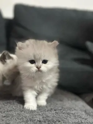 BKH baby katzen 