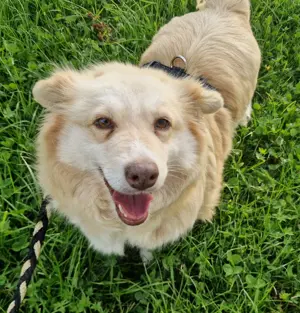 Buble, 6 Jahre, 40 cm, Goldi Mix