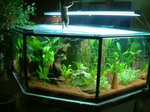 RESERVIERT: Geräumiges 8-Eck-Becken als Aquarium, Terrarium oder Hochbeet Bild 4