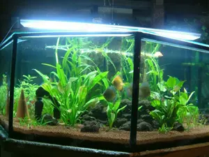 RESERVIERT: Geräumiges 8-Eck-Becken als Aquarium, Terrarium oder Hochbeet Bild 5
