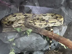 Boa Constrictor Constrictor (Brasilien) mit Terrarium abzugeben