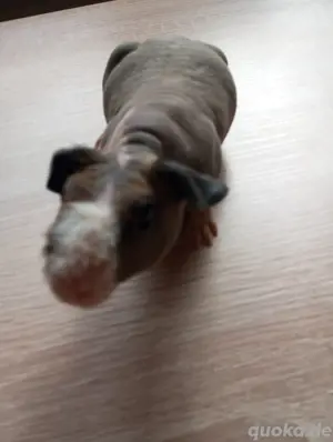 Skinny Nacktmeerschweinchen 