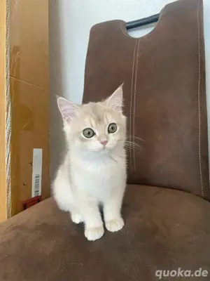 BKH Kitten zu verkaufen! 