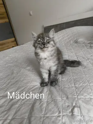 Süße Katzenbabys abzugeben   Sibirische Katze x Europäisch Kurzhaar