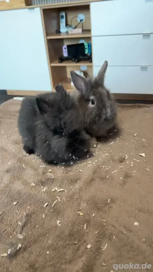 Süße Hasen babys + zubehör 