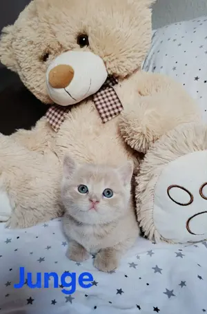 BKH Katzenbabys  Bild 2