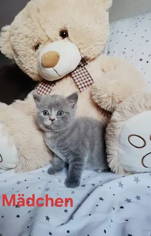 BKH Katzenbabys  Bild 3