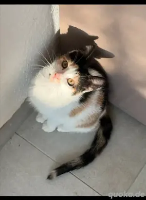 Junge Liebe voll Katze