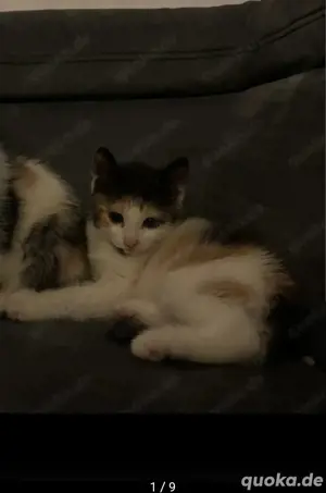 Süße Babykatze Abzugeben 