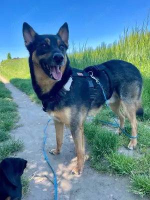 Henry sucht geduldige Menschen