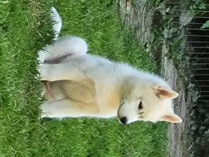 Siberian Husky Rüde. Ein kleiner Eisbär sucht sein Zuhause 