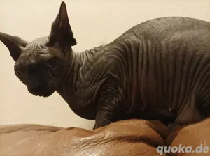 Katze Joy Sphynx