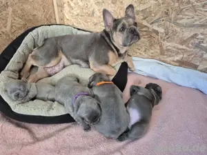 Französische bulldogge 