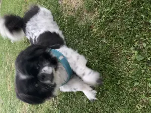 Nicht zum Verkauf Mischling Deckrüde Chihuahua Pekinese