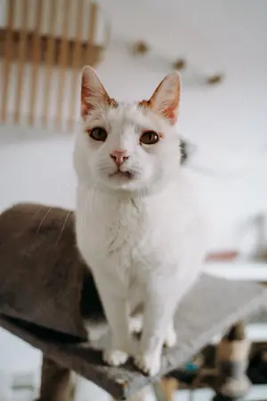 Kater Julius sucht tolles Zuhause mit Freigang