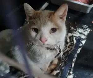 Kater Julius sucht tolles Zuhause mit Freigang Bild 3