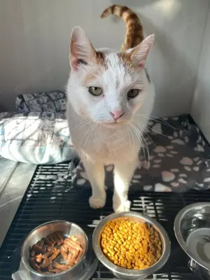Kater Julius sucht tolles Zuhause mit Freigang Bild 2