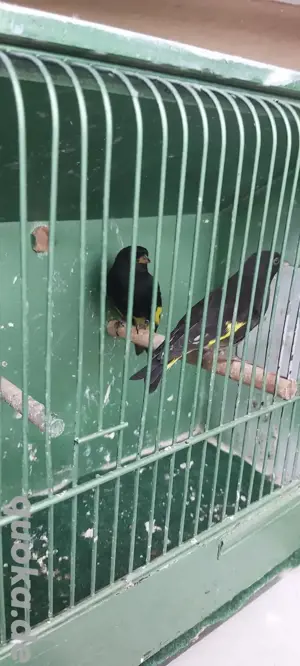 Schwarzzeisig Vogel