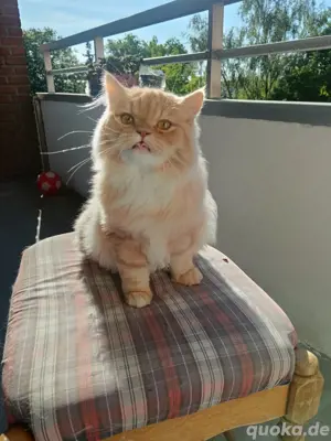 Jeck sucht neu zu Hause 