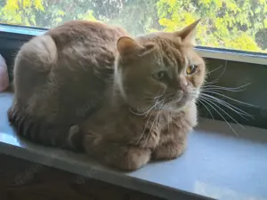 Rote BKH Mama mit Stammbaum und ihrem roten weiblichen Kitten 