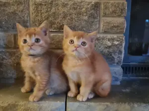 Rote BKH Mama mit Stammbaum und ihrem roten weiblichen Kitten 