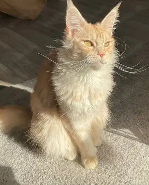 Maincoon abzugeben