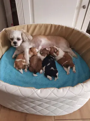  Reinrassige Shih-tzu Tricolor welpen 