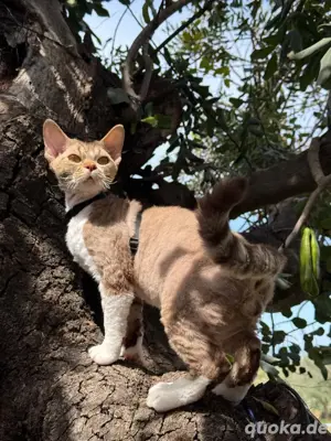 wunderschöner Devon Rex Kater
