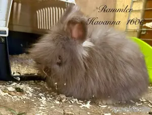 English Angora Kaninchen 