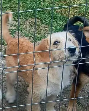 LUCA - ist bereit für Abenteuer (wartet in Rumänien) Bild 3