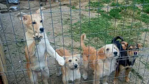 LUCA - ist bereit für Abenteuer (wartet in Rumänien) Bild 5