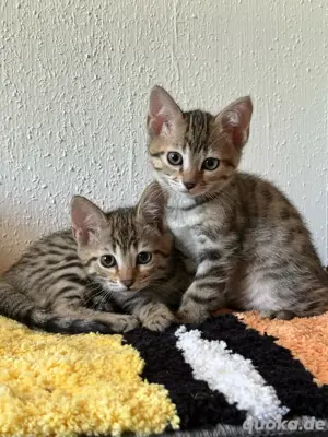 3 Bengal Mädchen Kitten Kätzchen abgabebereit 