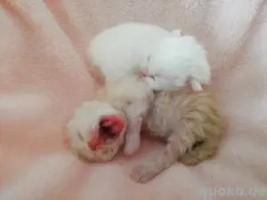 Perser Kitten 