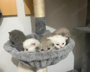 Katzen abzugeben