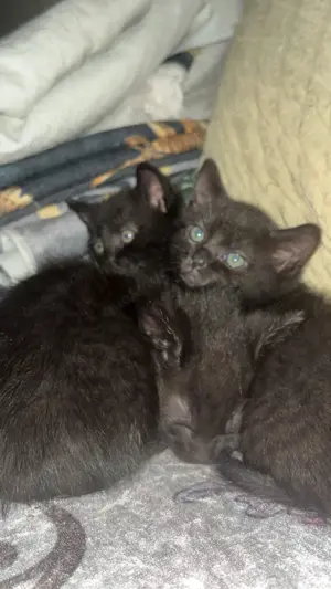 Bombay Kitten suchen ein liebevolles Zuhause