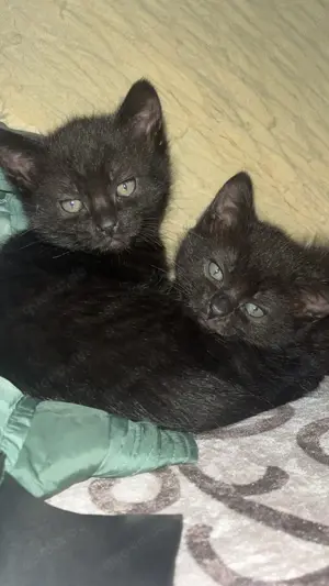 Bombay Kitten suchen ein liebevolles Zuhause Bild 4