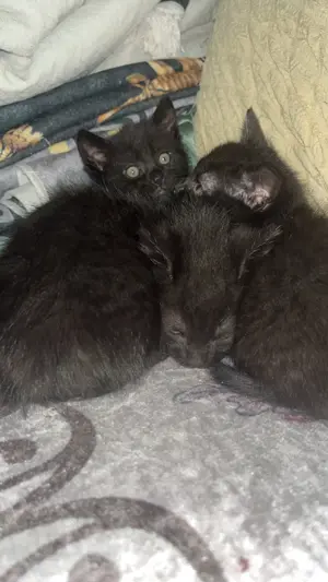 Bombay Kitten suchen ein liebevolles Zuhause Bild 2