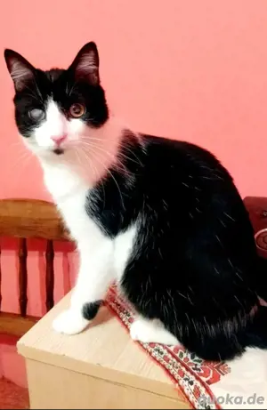 Dara, eine gutherzige Kumpeline