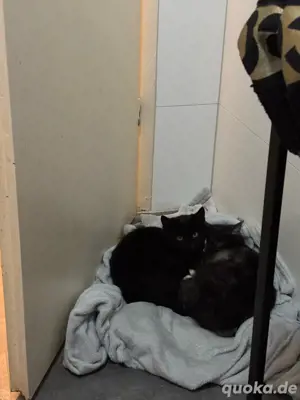 2 Kater zu verkaufen 