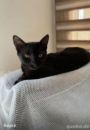 Bagira ein Traum in Schwarz
