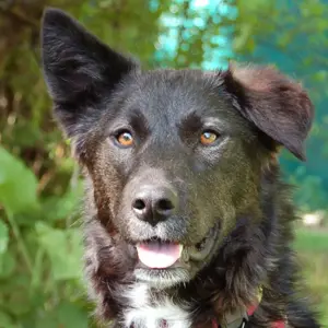 Normita, 1 Jahr - Mischling - Tierhilfe Franken e.V.