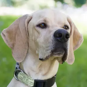 Paloa, 2 Jahre - Englisch Pointer - Tierhilfe Franken e.V.
