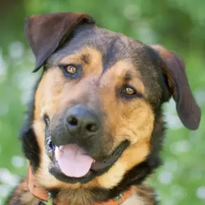 !!DRINGEND!! Sputi, 1 Jahr - Mischling - Tierhilfe Franken e.V.